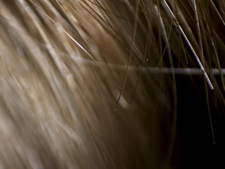 Close-up of hair ends