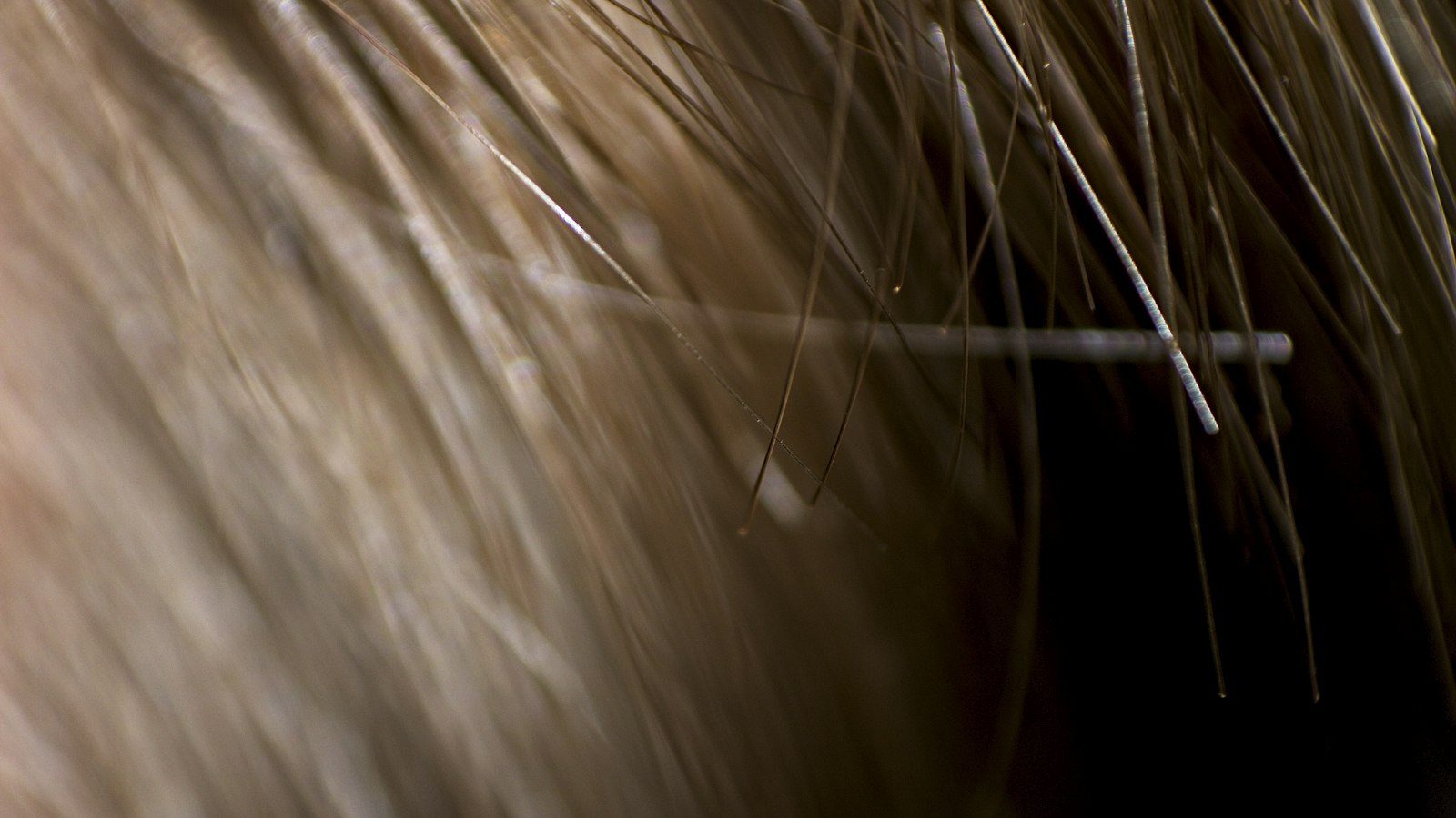 Close-up of hair ends